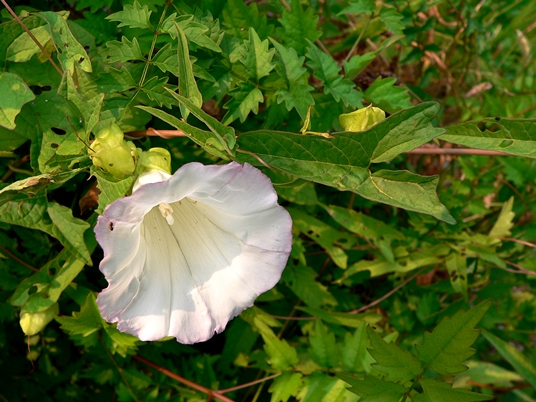 {Calystegia sepium}